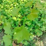 ভ্যালেজ Valage আঙুরের চারা