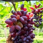বাইকূনুর আঙ্গুর