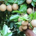 বারমাসি সফেদা