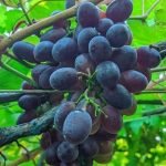 ব্লাকমেজিক আঙ্গুর