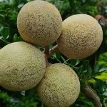 বারমাসি কদবেল