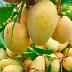 বারমাসি কাটিমন আম